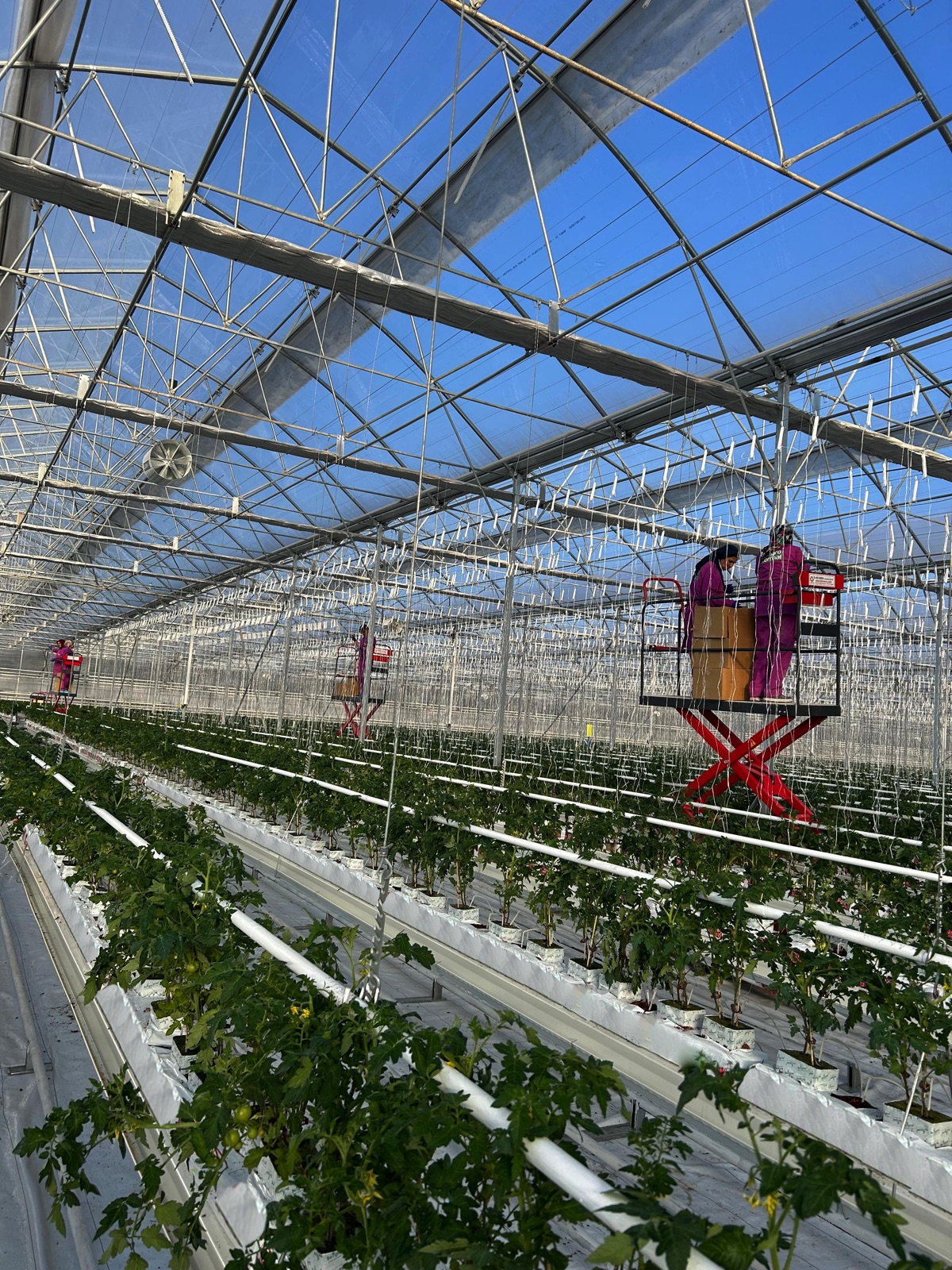 Konya jeotermal topraksız tarımın üssü oluyor 5