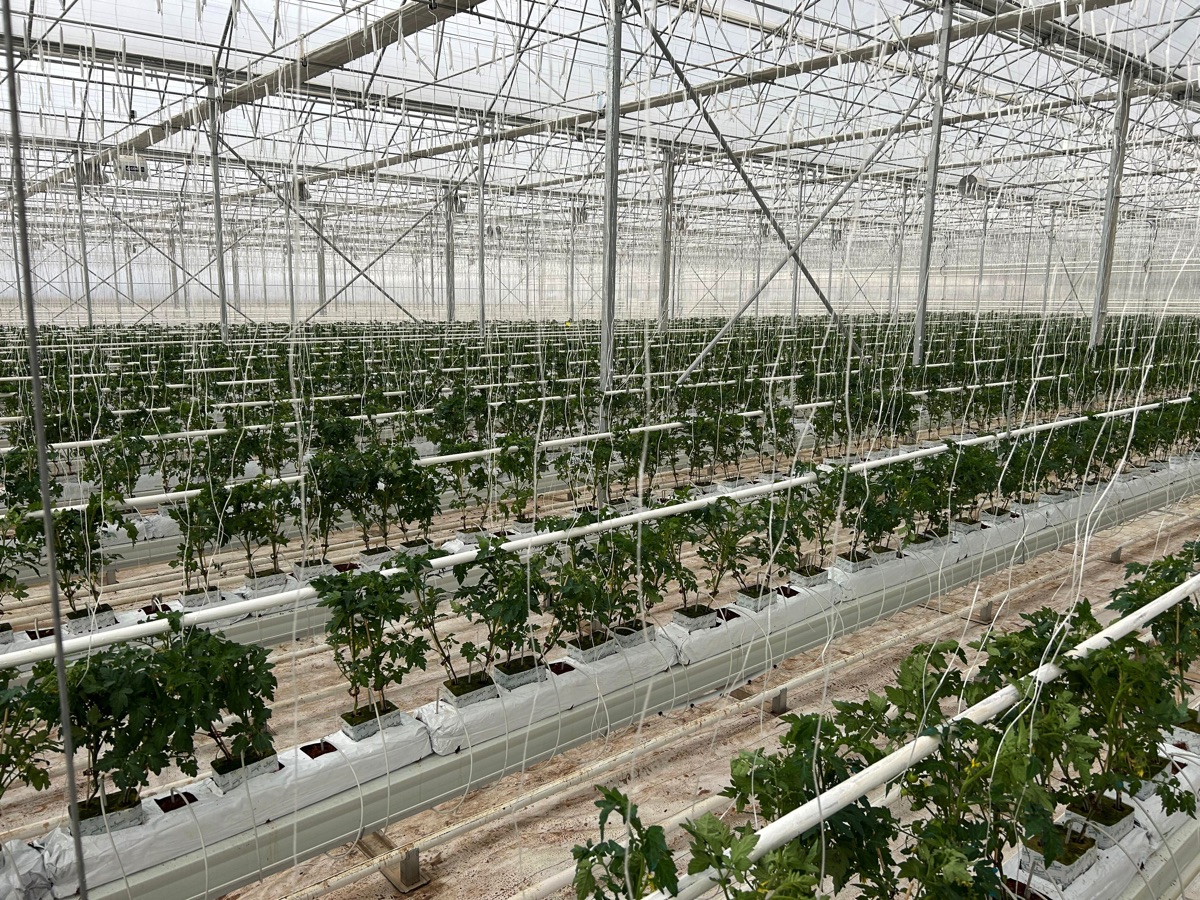 Konya jeotermal topraksız tarımın üssü oluyor