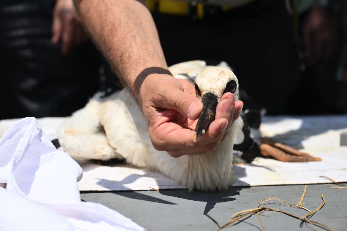 Trakya’nın Kuşları Halkalanıyor 3