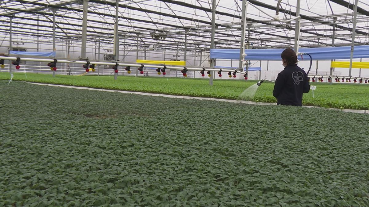 Çöp gazı elektriğe, ısı fideye dönüştü 1