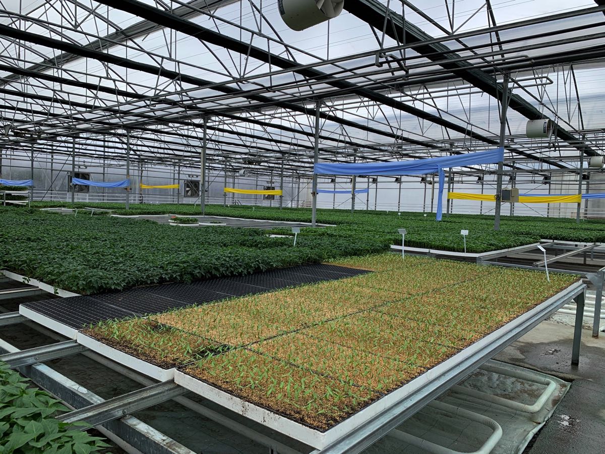 Çöp gazı elektriğe, ısı fideye dönüştü 2