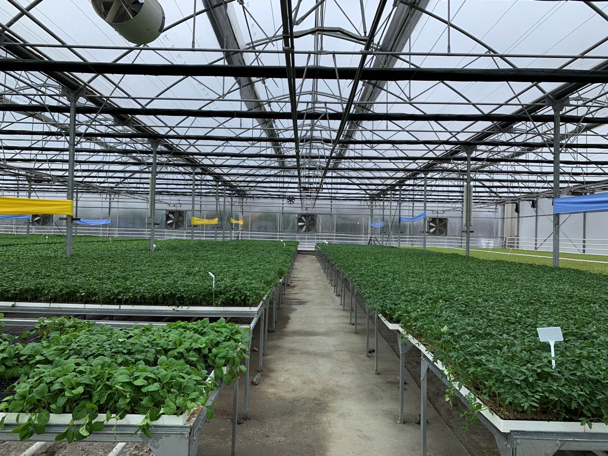 Çöp gazı elektriğe, ısı fideye dönüştü 3