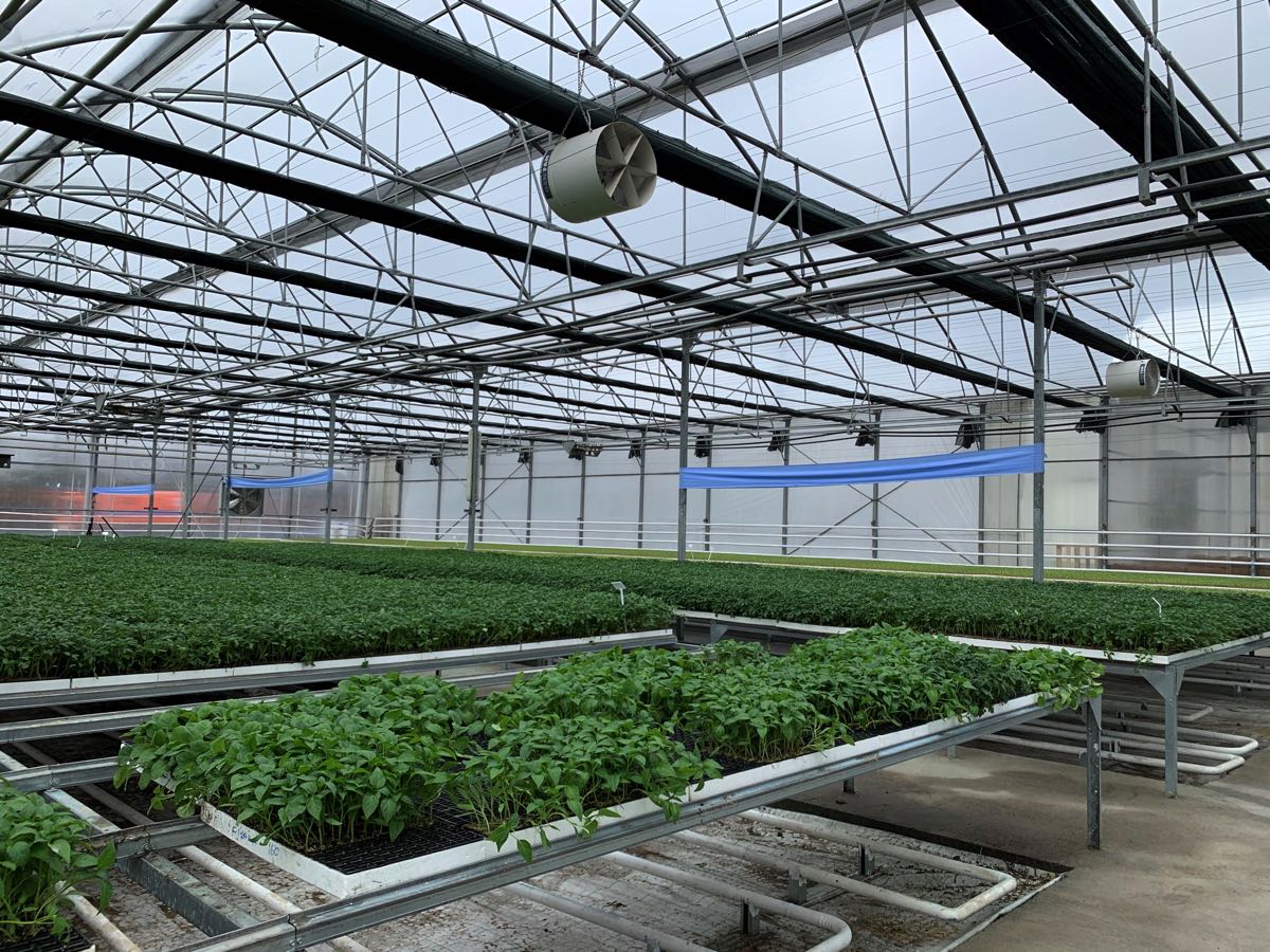 Çöp gazı elektriğe, ısı fideye dönüştü 4