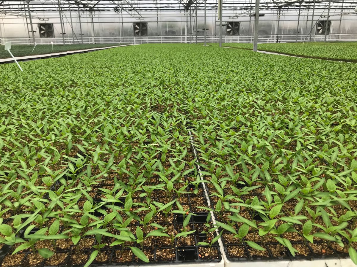 Çöp gazı elektriğe, ısı fideye dönüştü 5