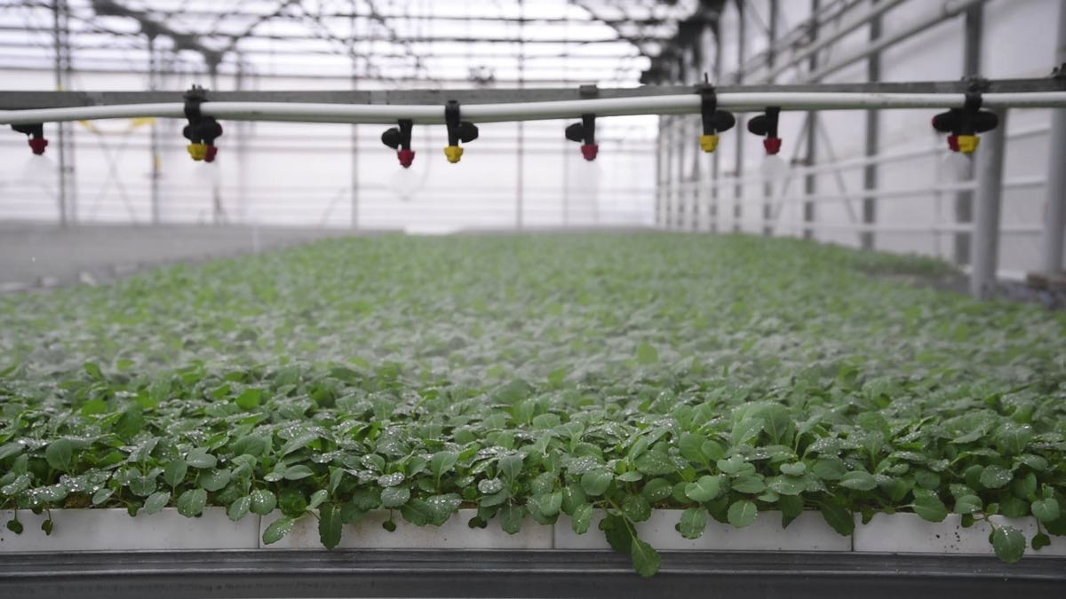 Çöp gazı elektriğe, ısı fideye dönüştü 6