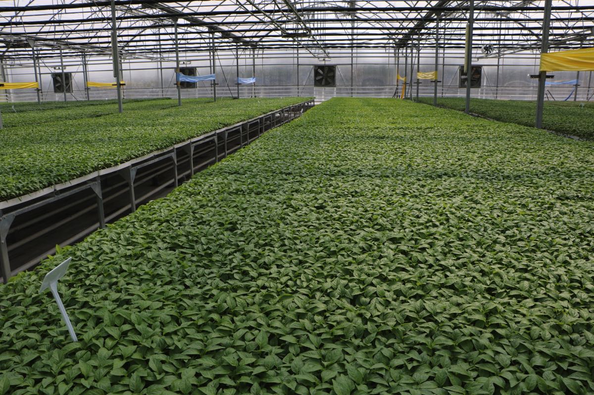 Çöp gazı elektriğe, ısı fideye dönüştü 8