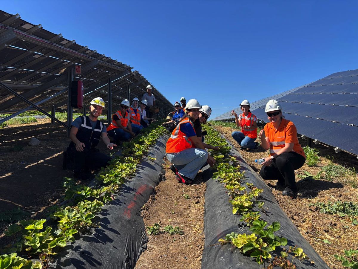 Güneş panelleri gölgesinde 5 ton hasat 1