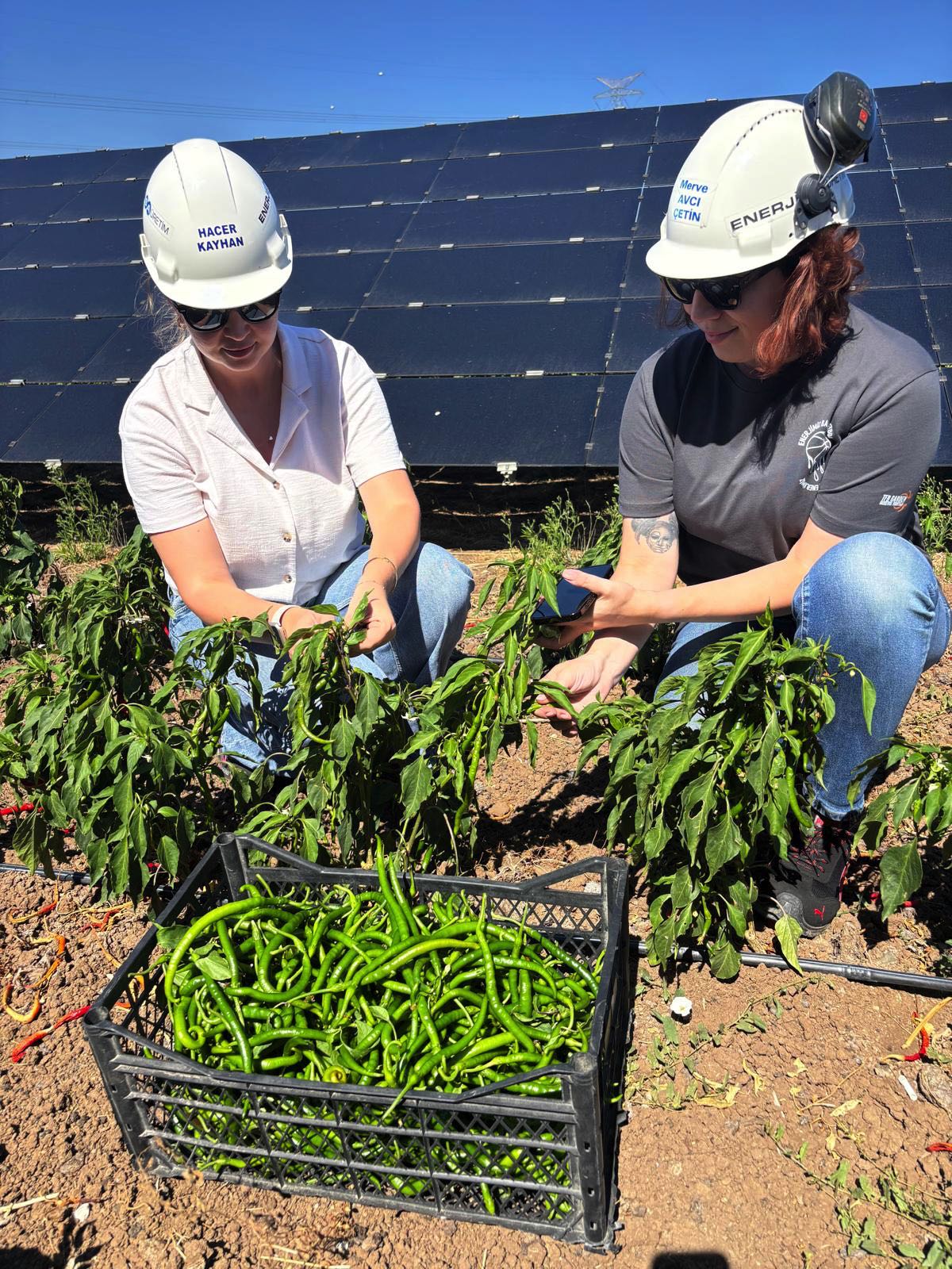 Güneş panelleri gölgesinde 5 ton hasat 3