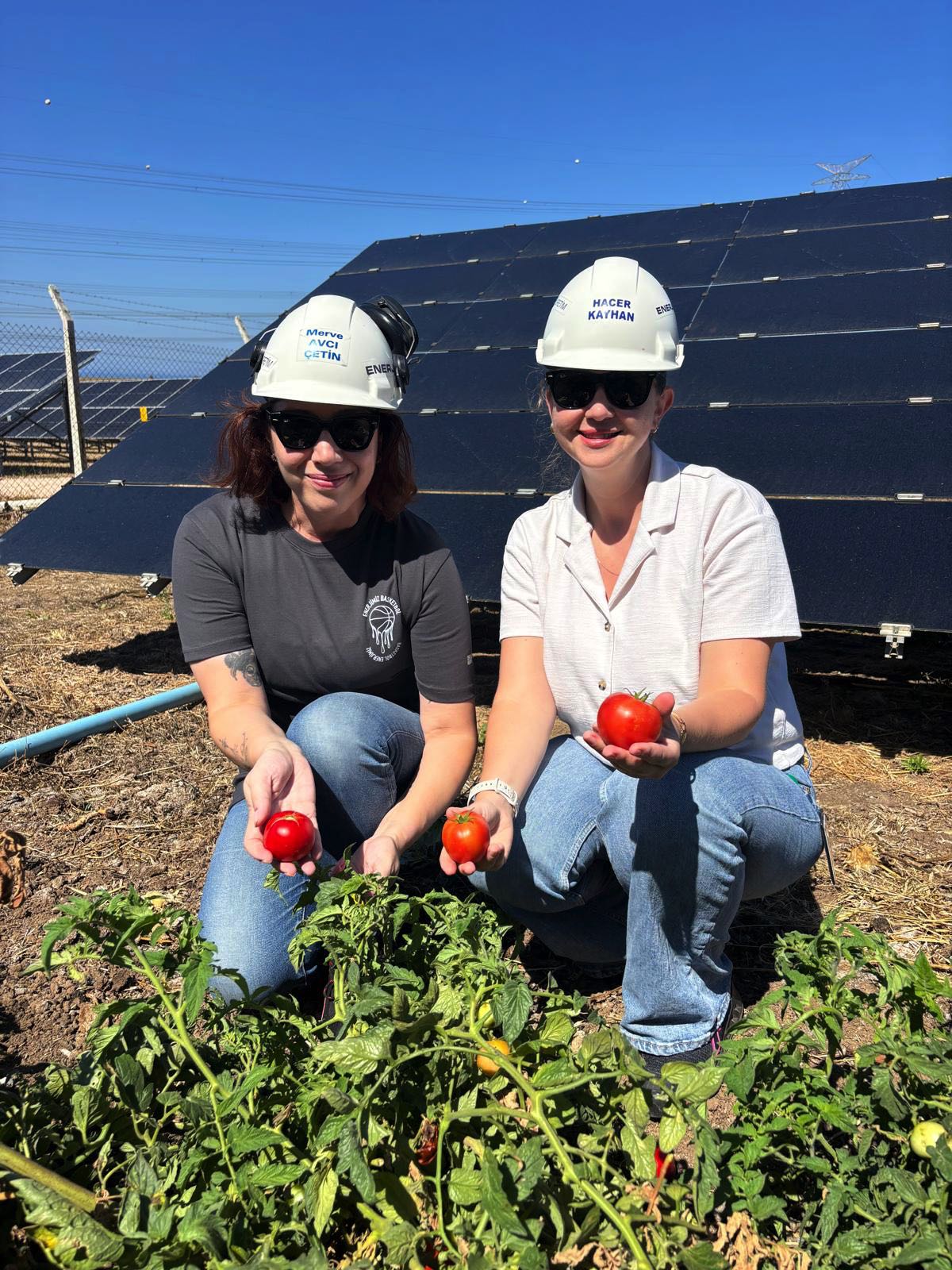 Güneş panelleri gölgesinde 5 ton hasat 4