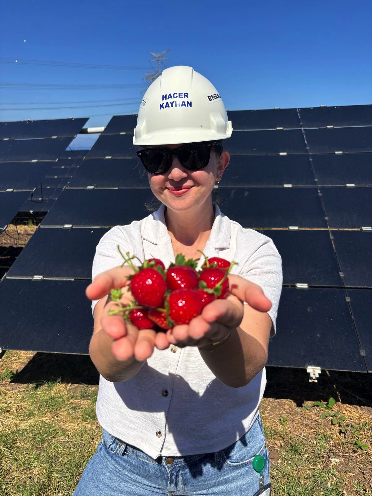 Güneş panelleri gölgesinde 5 ton hasat 6
