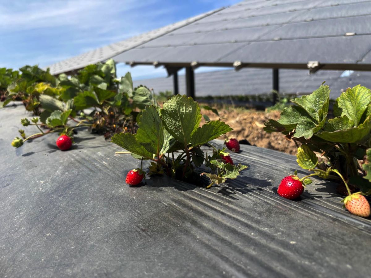 Güneş panelleri gölgesinde 5 ton hasat