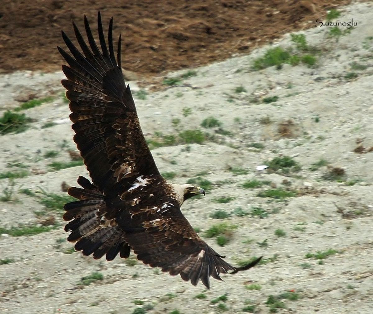 Kuş göç yollarında hayat kurtaran adım 1