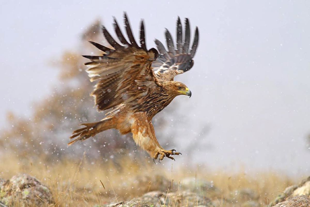 Kuş göç yollarında hayat kurtaran adım 2