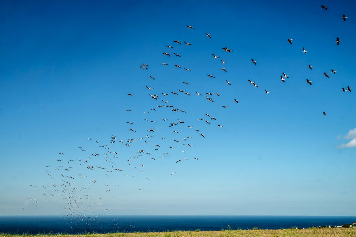 Kuş göç yollarında hayat kurtaran adım 4