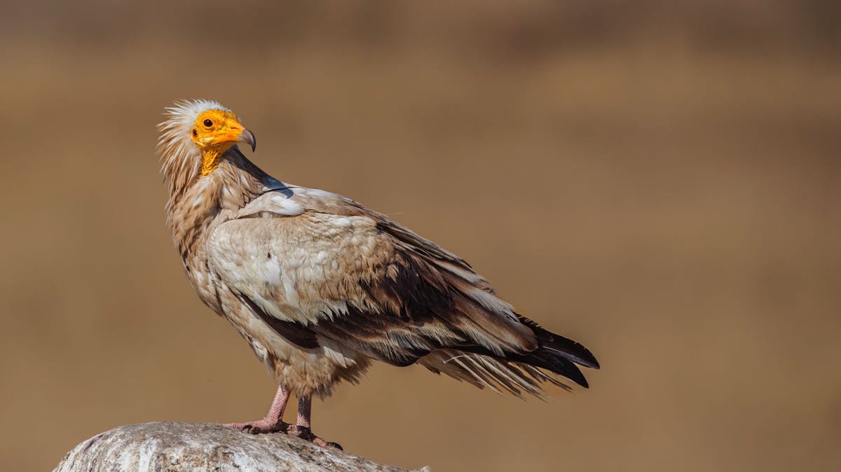 Kuş göç yollarında hayat kurtaran adım 6