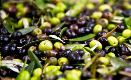 Zeytin atığından elektrik üretimi AB ile artacak