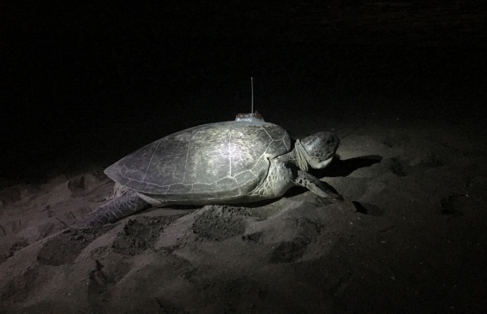Yeşil deniz kaplumbağası uydudan izleniyor
