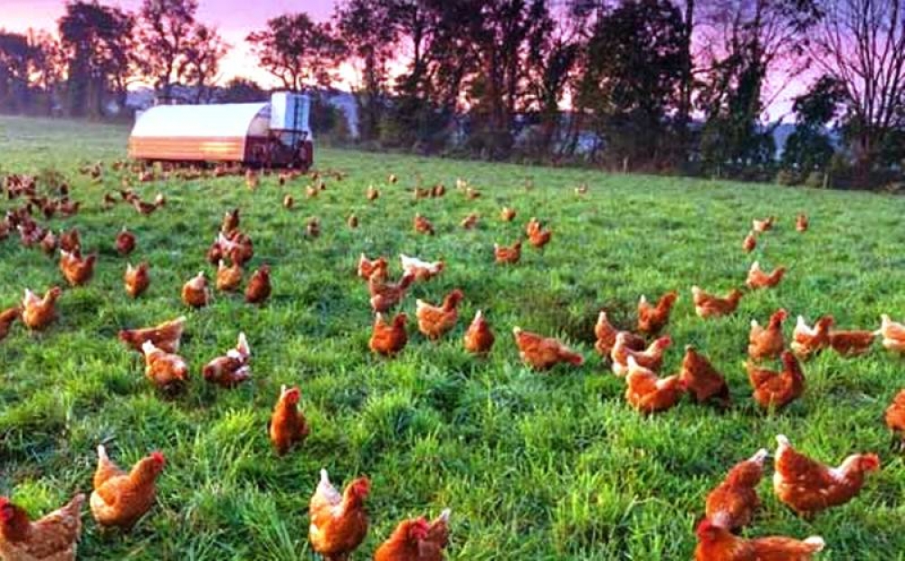Bolu'da tavuk atıklarından elektrik üretilecek
