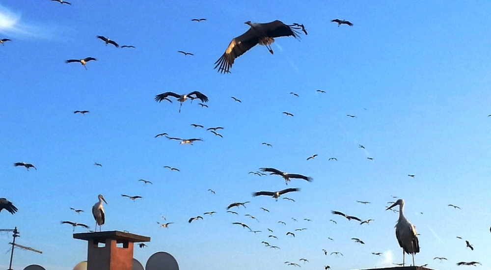 EPDK'dan göçmen kuşlar için 895 bin lira destek