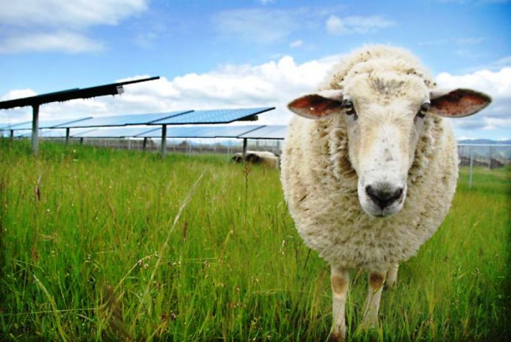 SunPower'dan solar hayvancılık!