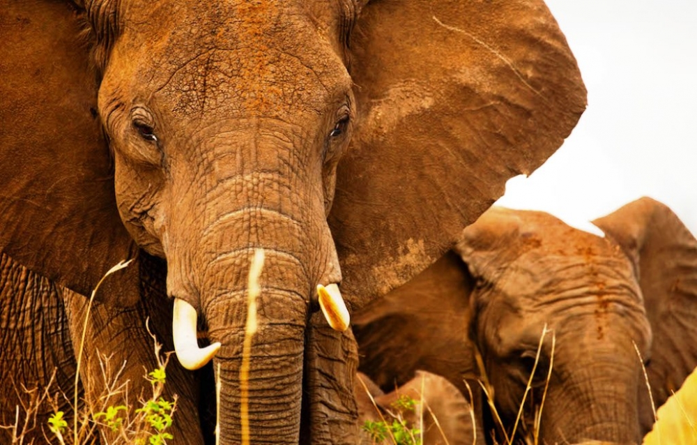 WWF: 2020’de türlerin 3’te 2’si yok olabilir