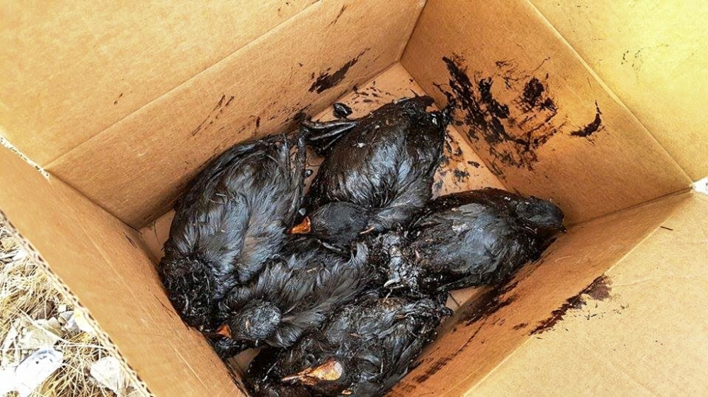 Kocaeli’deki yakıt sızıntısı çevreyi tehdit ediyor