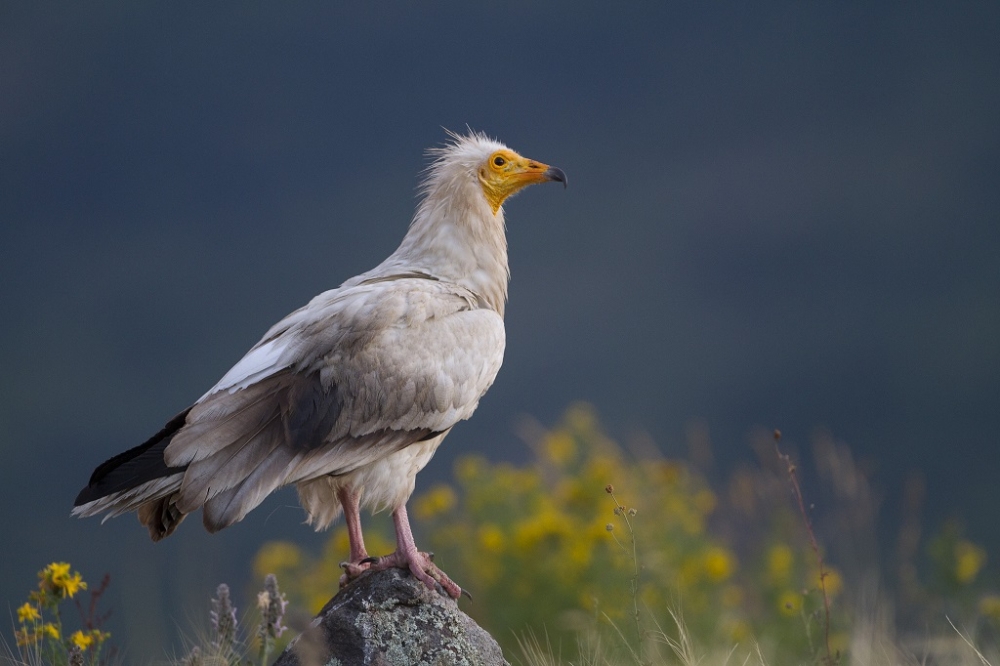 Akbaba Üreme Alanına Termik Santral