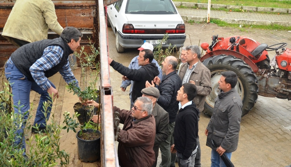 Güriş, Germencik'te ağaç dikme kampanyası başlattı