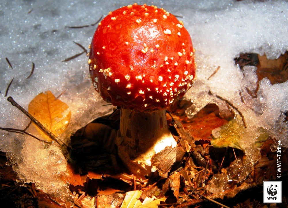 WWF-Türkiye'den biyoçeşitlilik hibe desteği