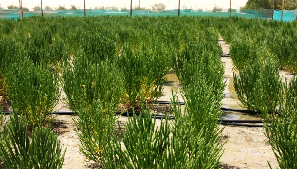 Çöl bitkisinden jet yakıtı elde edilecek