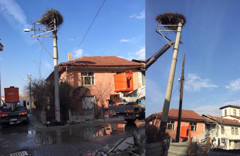SEDAŞ leylek yuvasını bozmadan direk taşıdı