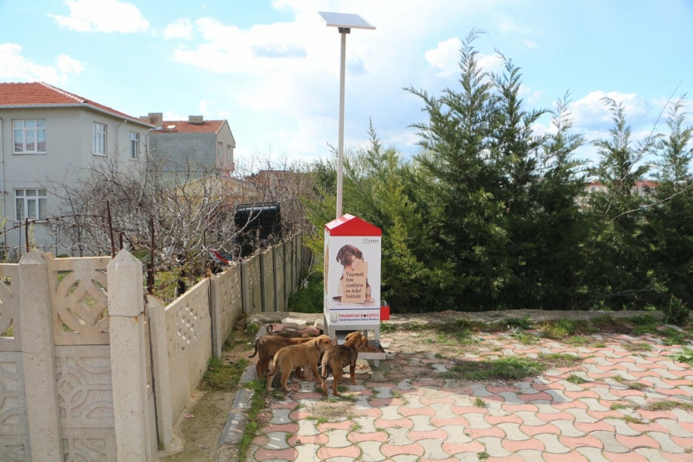 Sokak hayvanlarına GES’li çözüm