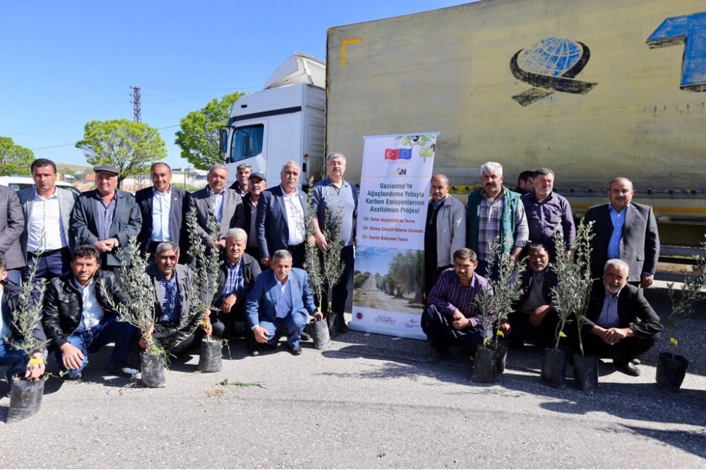 Karbon emisyonuna çare zeytin fidanı