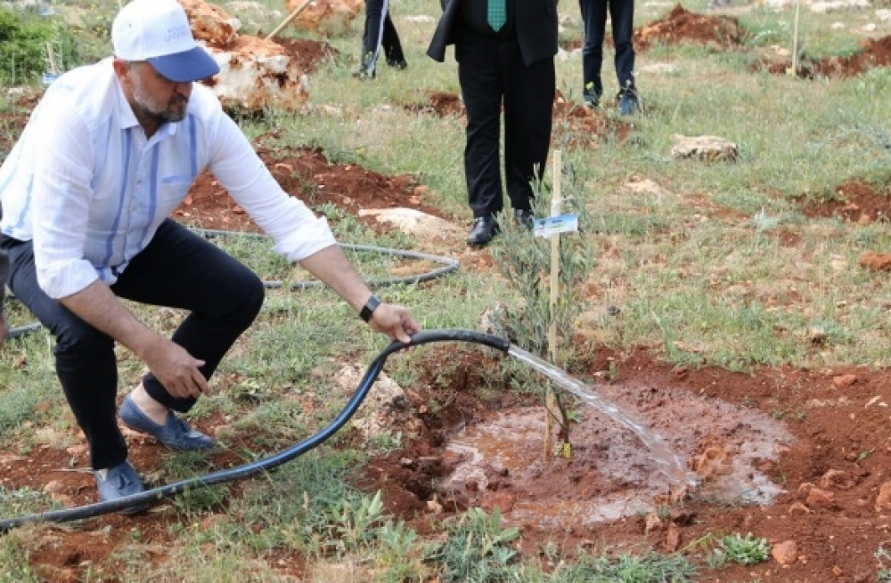 Gaziantep Büyükşehir’den doğaya 250 zeytin fidanı