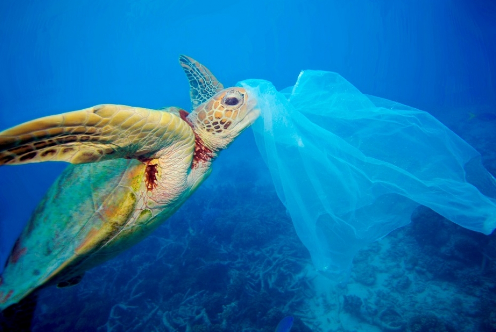 Bir Güzel Hareketle plastik kullanımını azaltın!