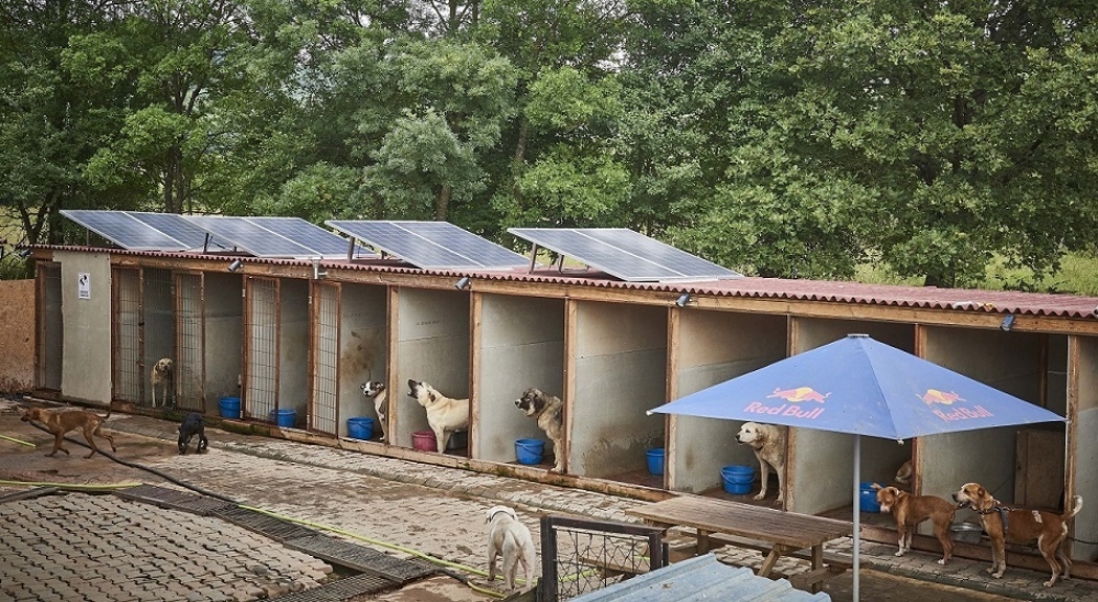 CW Enerji'den sokak hayvanlarına GES'li çözüm