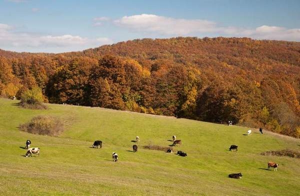İğneada için AK Parti-CHP işbirliği