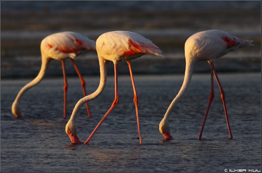 İşte 2018 yılında Türkiye’de önemli çevre olayları