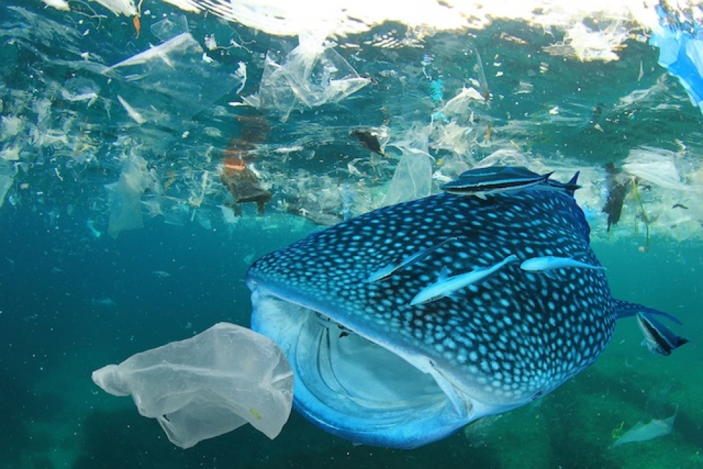 WWF’den plastik kirliliği uyarısı