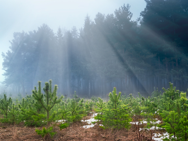 Zorlu Enerji hatıra ormanlarında 145 bin ağaç