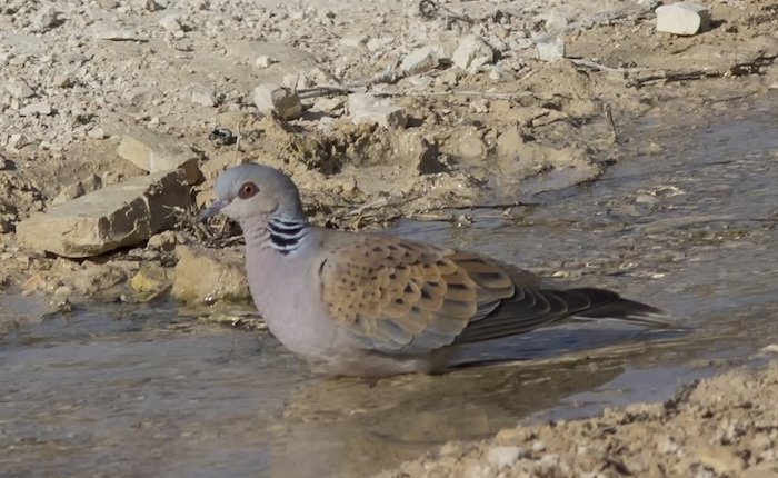 Nesli tehlike altındaki kuşlar vurulmasın!