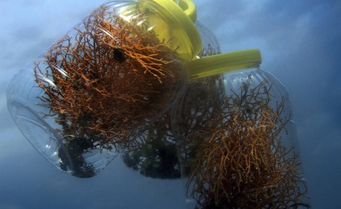 Türkiye’de tehlike altındaki bitki türü sayısı 10 yılda 4 kat arttı