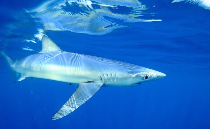Akdeniz’in köpekbalıkları tehlikede