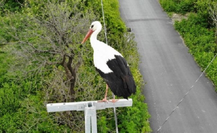 SEDAŞ leylekler için fazla mesai yaptı