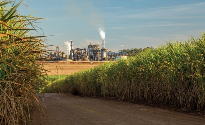 BP Brezilya’da Bunge ile birlikte kamış küspesinden elektrik üretecek