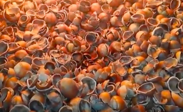 Ordu’da fındık kabuğundan mangal kömürü üretilecek