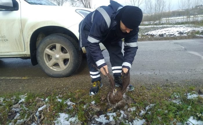 SEDAŞ ekiplerinden yaralı doğana yardım eli