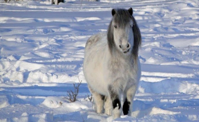 Kuzey Kutbu’nda sıcaklık hafta sonu 38 dereceyi buldu