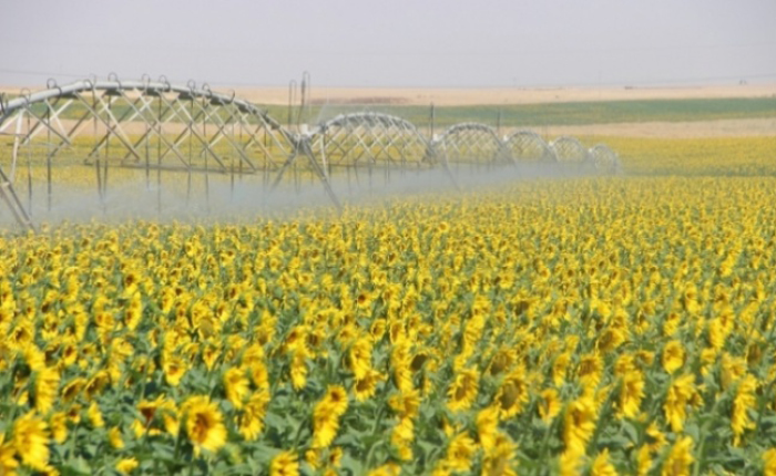 TİGEM 7,95 GWh elektrik enerjisi alacak