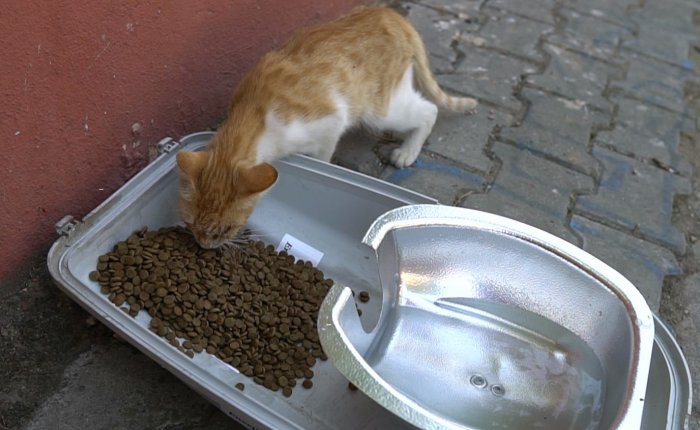 Atık sokak lambasından kedilere mama ve su kabı